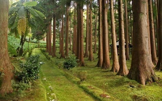 Reserva Florestal de Recreio das Fontinhas