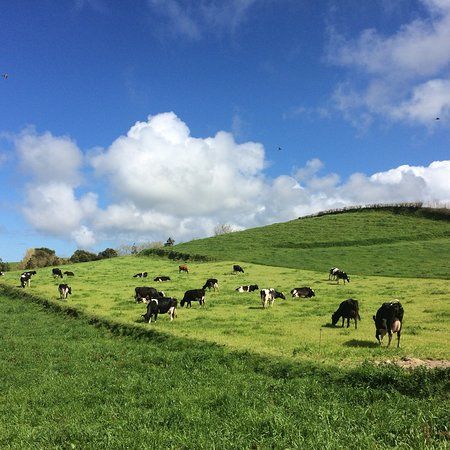The Farm