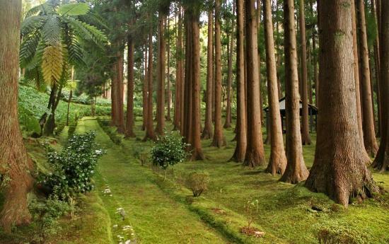 Reserva Florestal de Recreio de Fontinhas