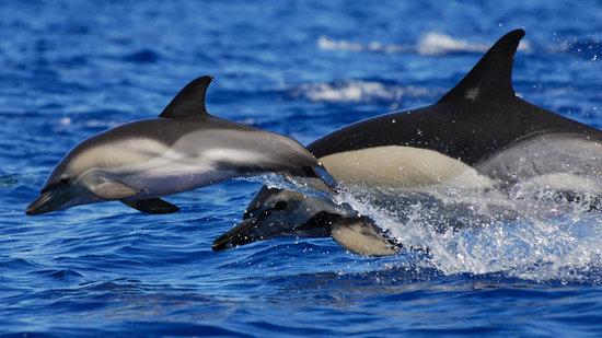 CW Azores