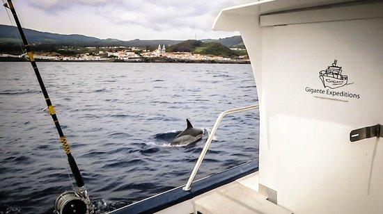 Gigante Expeditions