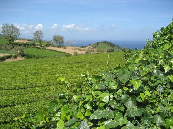 Plantacoes de Cha Gorreana