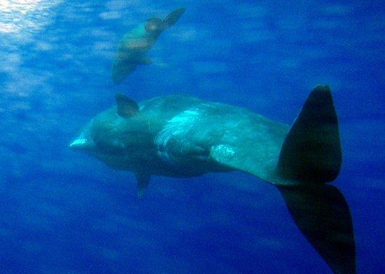 Sweet Sea - Whale Watching Tours