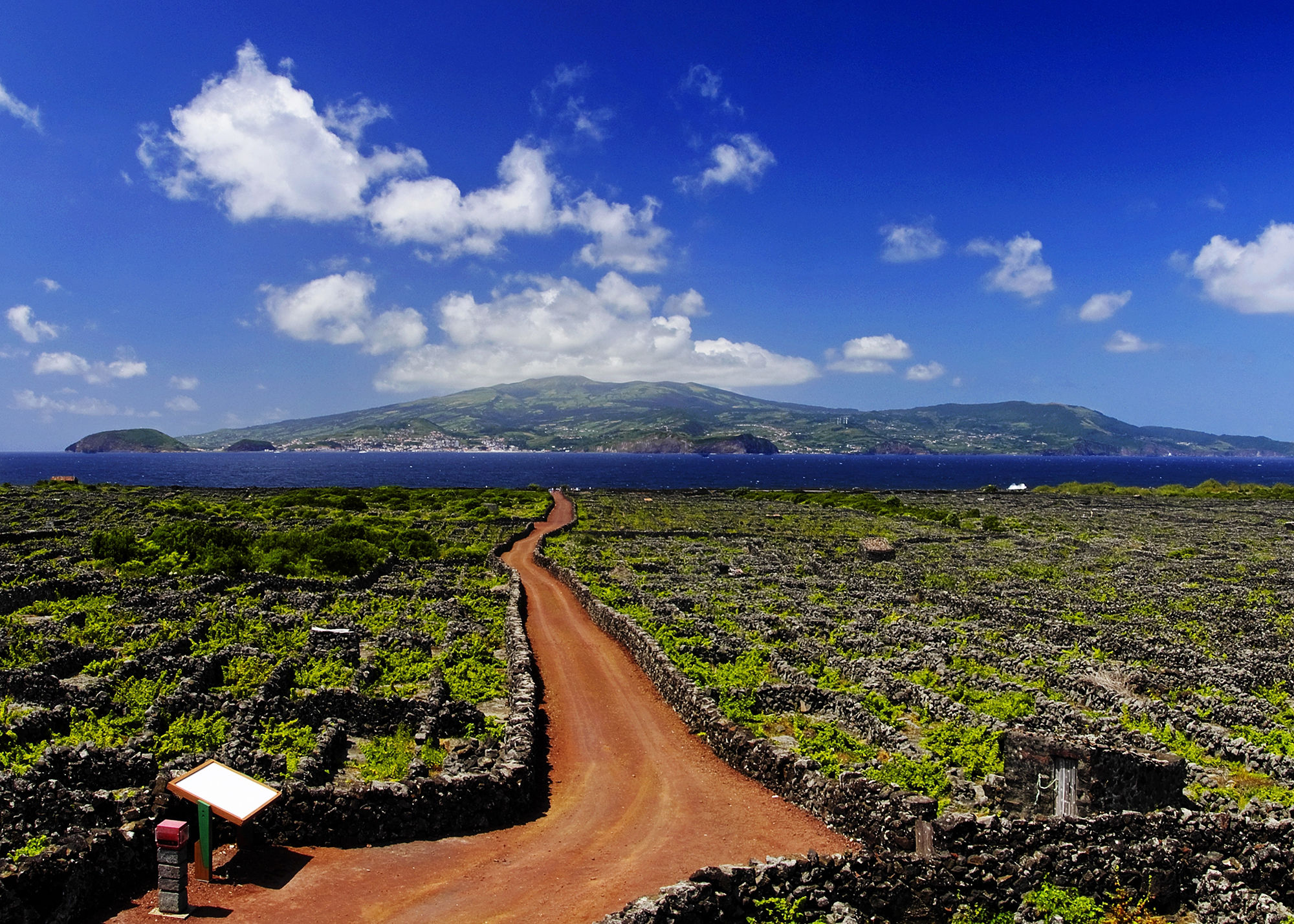 Vineyards of Pico